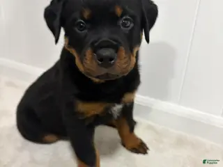 Rottweiler dogs Lucy - Ad 39
