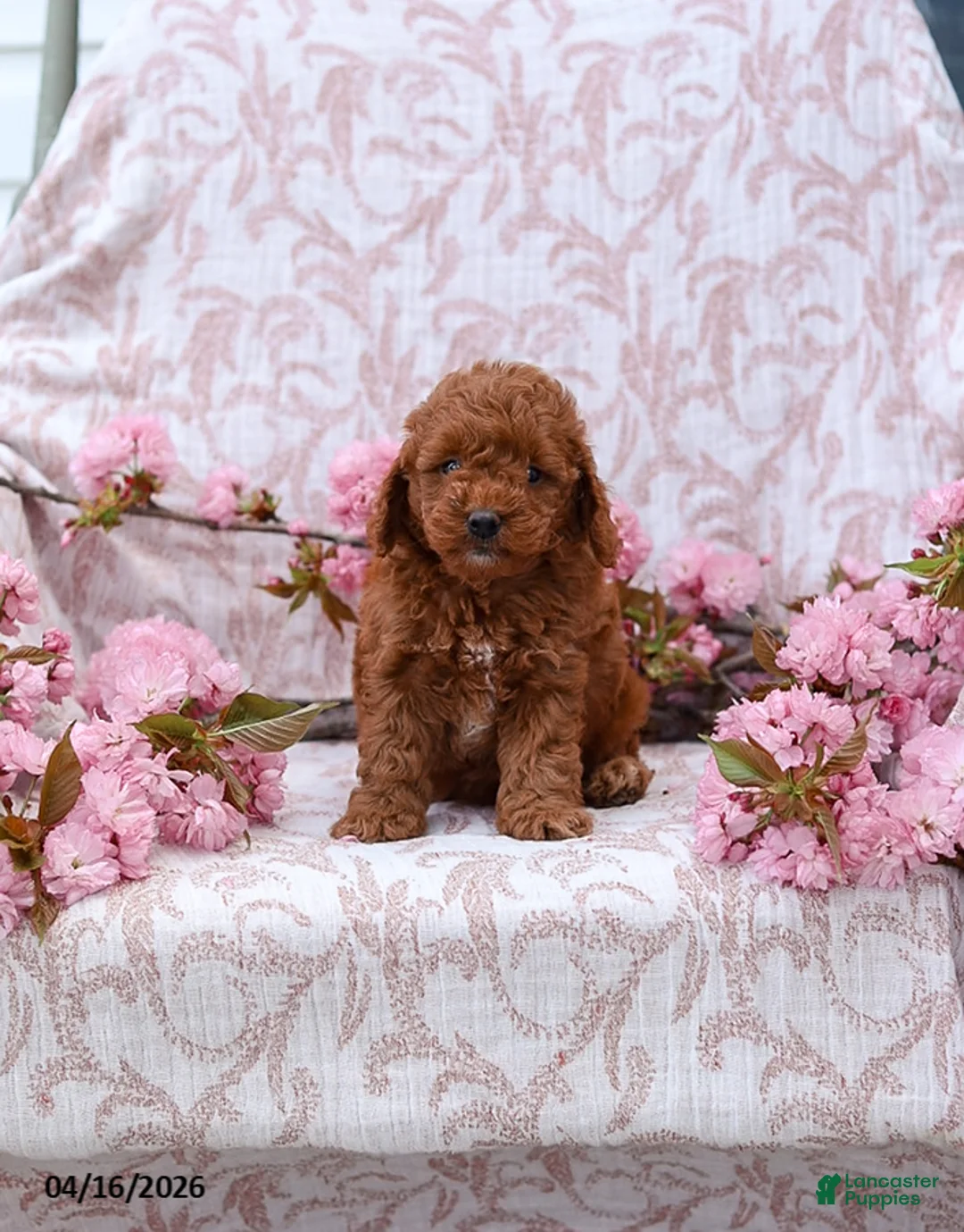 Cockapoo dogs for sale: Katie - Ad 1