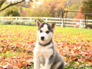 Siberian Husky dogs - Ad 32