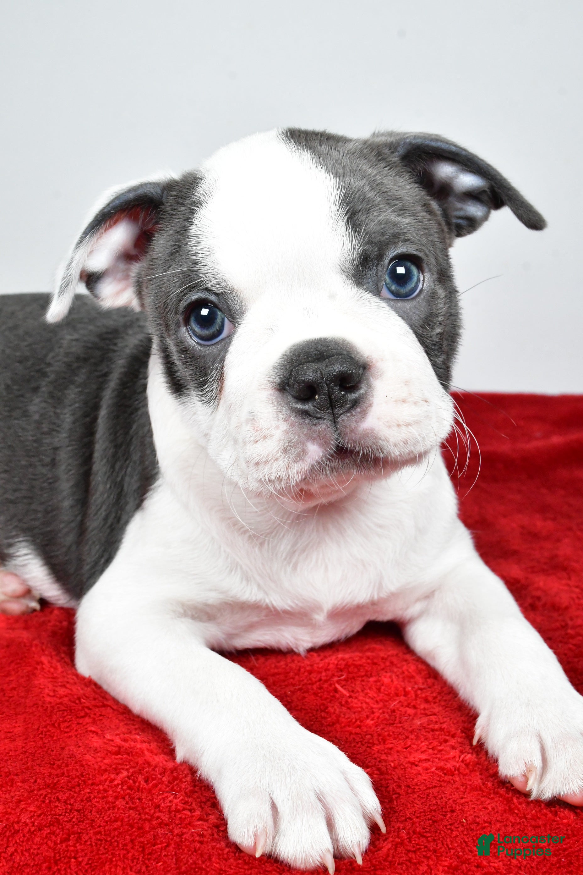 Boston Terrier dogs Sasha  - Ad 1