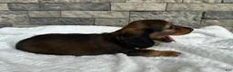Miniature Dachshund dogs for sale: Zeke - Ad 3