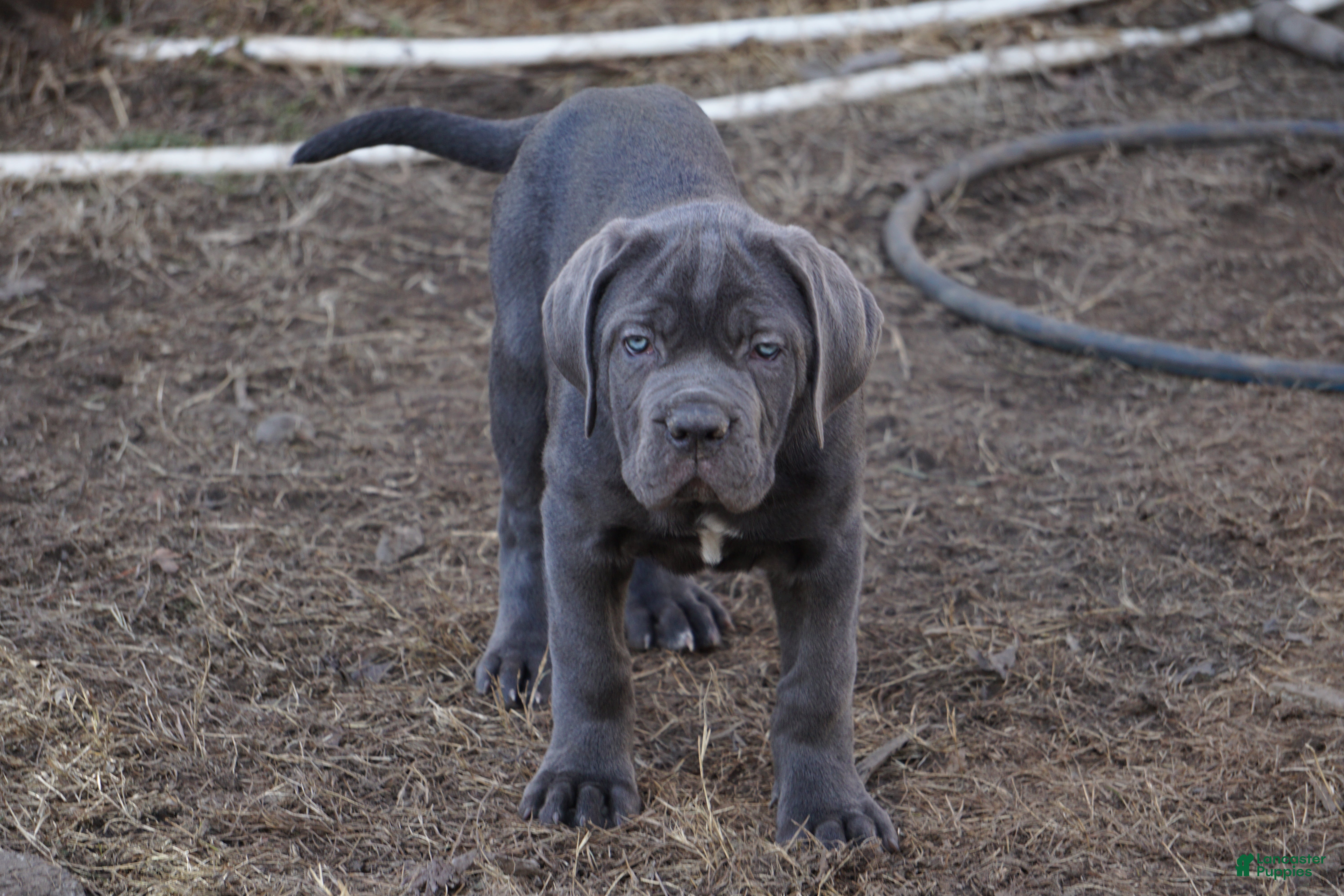 Cane Corso dogs Argenta - Ad 4
