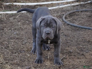Cane Corso dogs Argenta - Ad 2