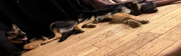 German Shepherd dogs for sale: Lila - Ad 6