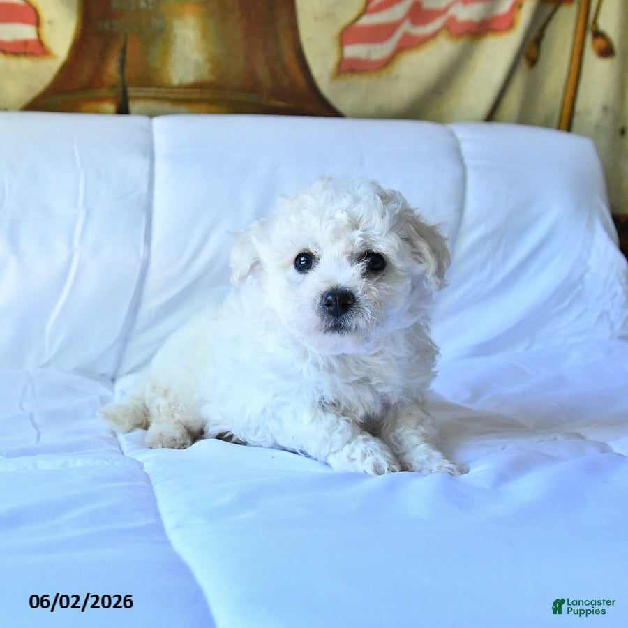 Bichon Frise dogs for sale: Apollo - Ad 4