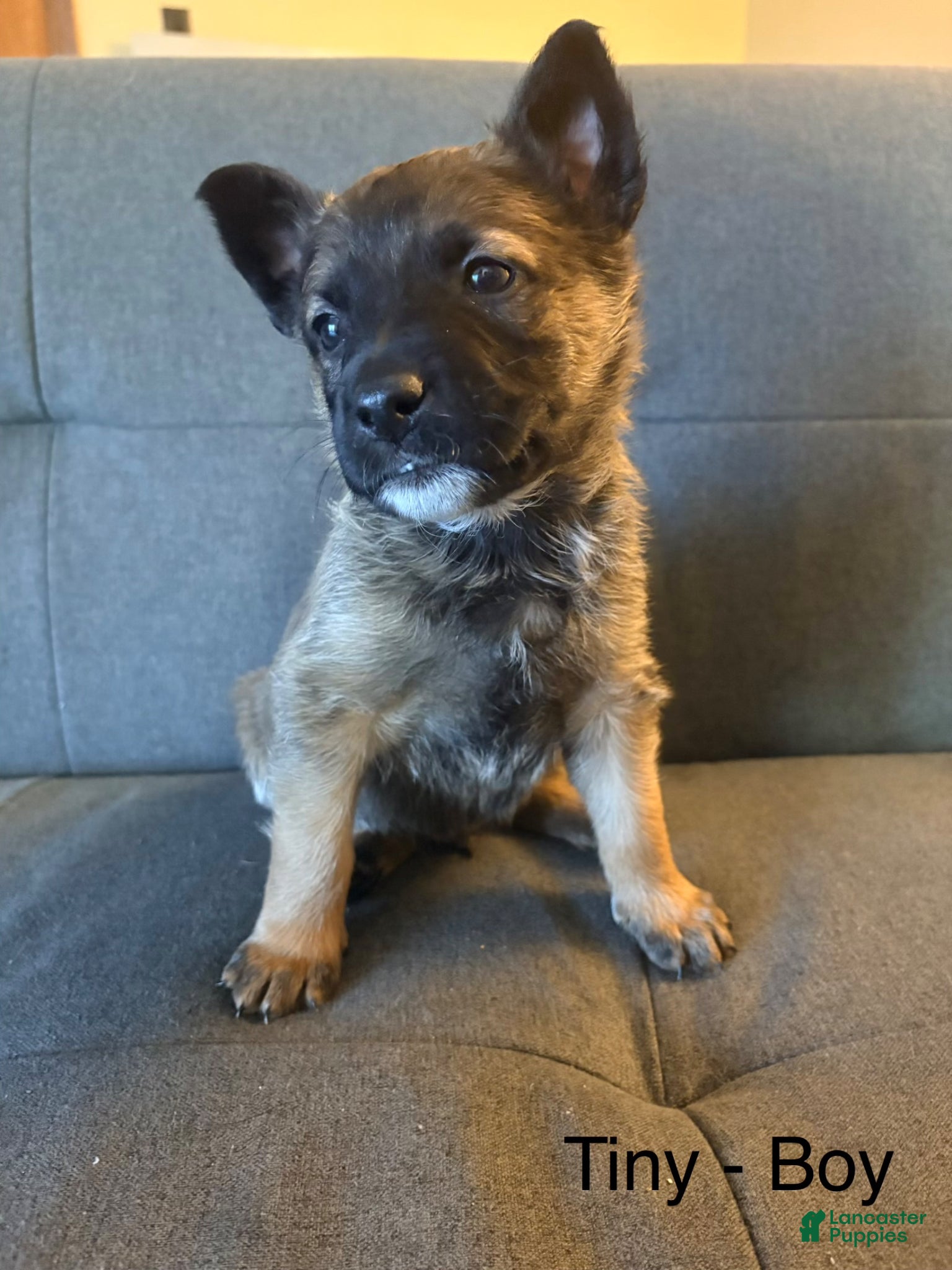 Mixed Breed dogs Mixed Breed Puppy 7 - Ad 36