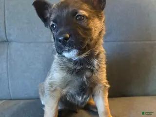 Mixed Breed dogs Mixed Breed Puppy 7 - Ad 36