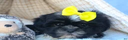 Shih Tzu dogs for sale: SASHA - Ad 5