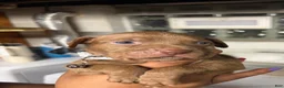 American Pit Bull Terrier dogs for sale: American Pit Bull Terrier Puppy 1 - Ad 3
