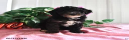 Miniature Poodle dogs for sale: Bessie - Ad 3