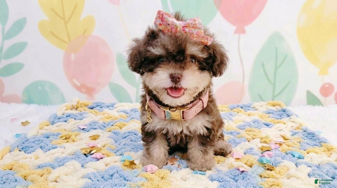 Maltipoo dogs BABY - Ad 19