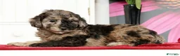 Miniature Poodle dogs for sale: Kamo - Ad 9