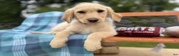 Mixed Breed dogs for sale: Elberta (Girl) - Ad 3