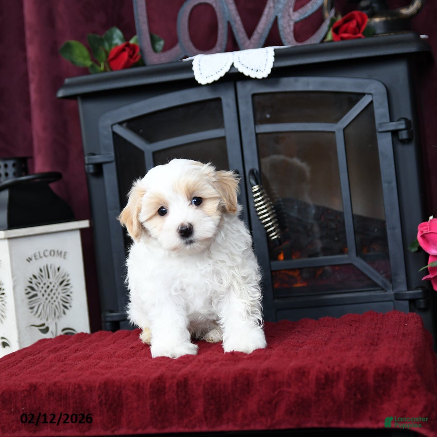 Maltipoo dogs Tom  - Ad 2