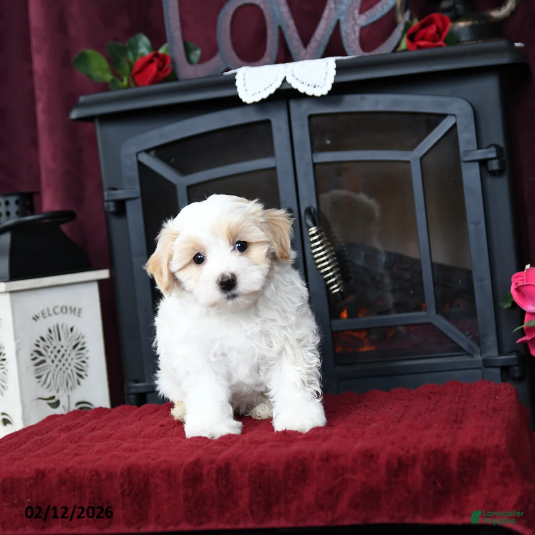 Maltipoo dogs for sale: Tom  - Ad 2