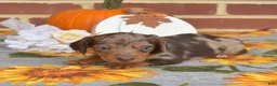 Miniature Dachshund dogs for sale: Godiva - Ad 4