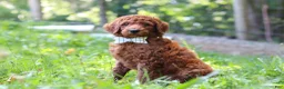 Standard Poodle dogs for sale: Chase AKC - Ad 4