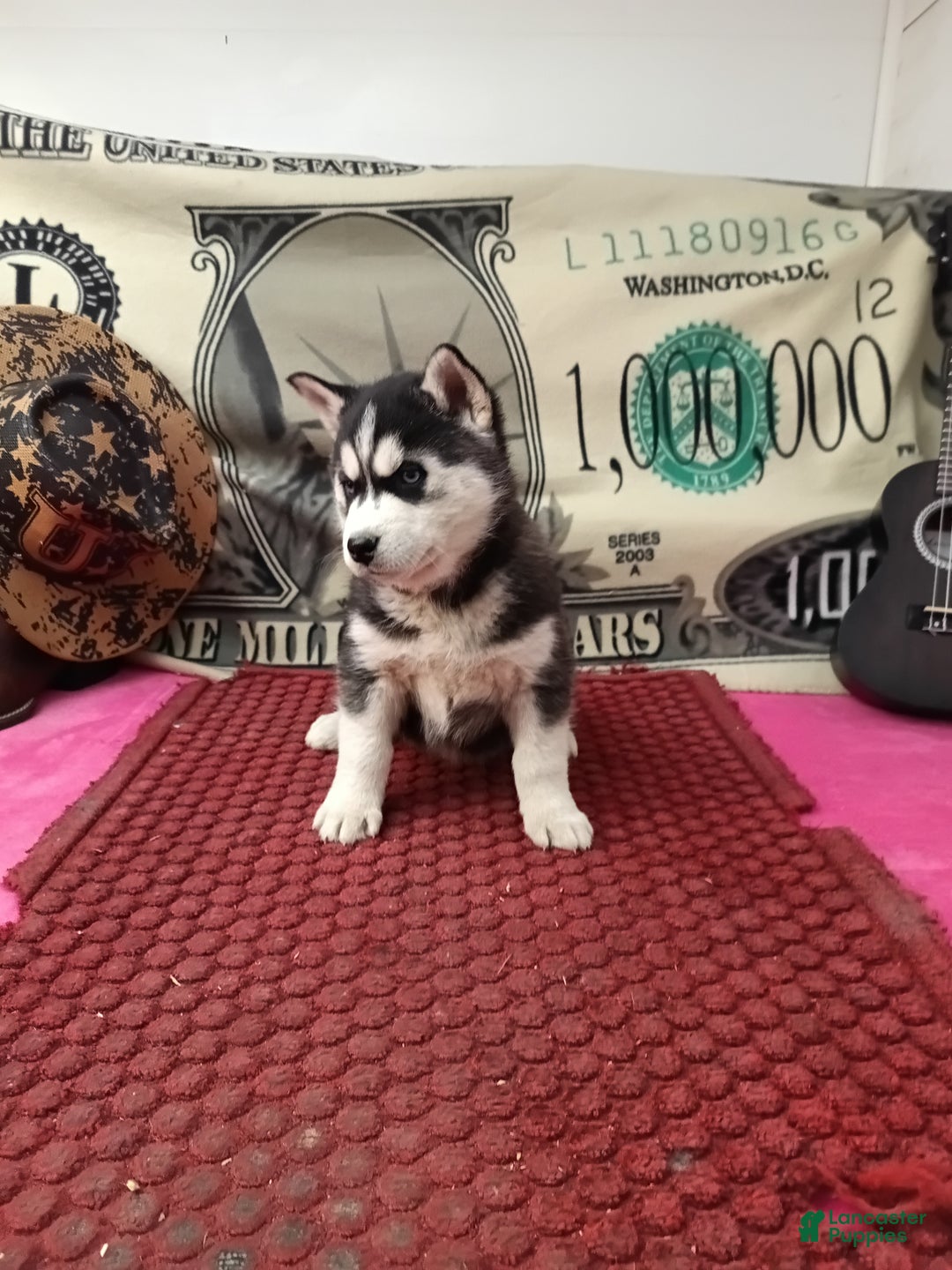 Siberian Husky dogs for sale: Anne - Ad 4