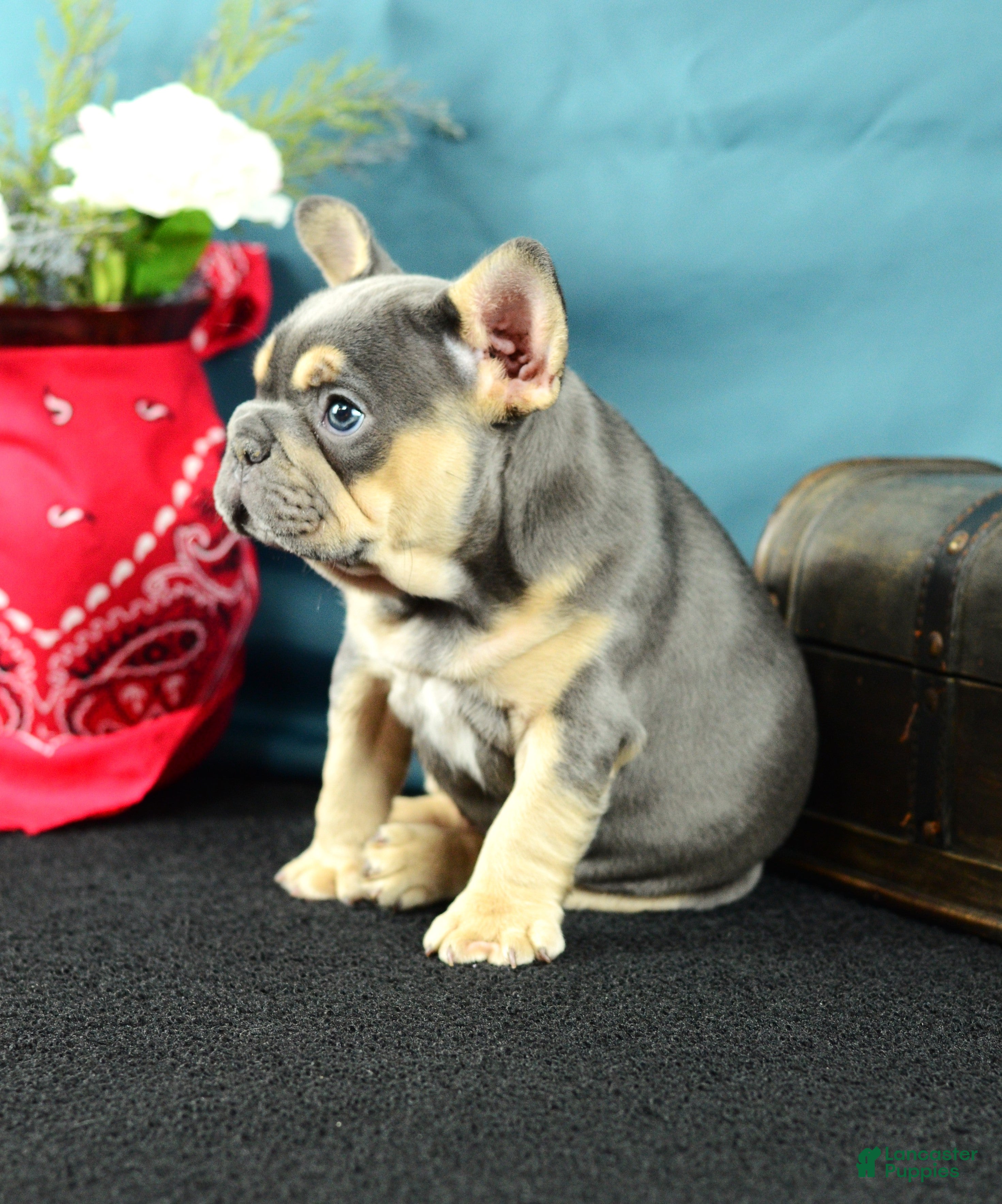 French Bulldog dogs 917 Olivia - Ad 2
