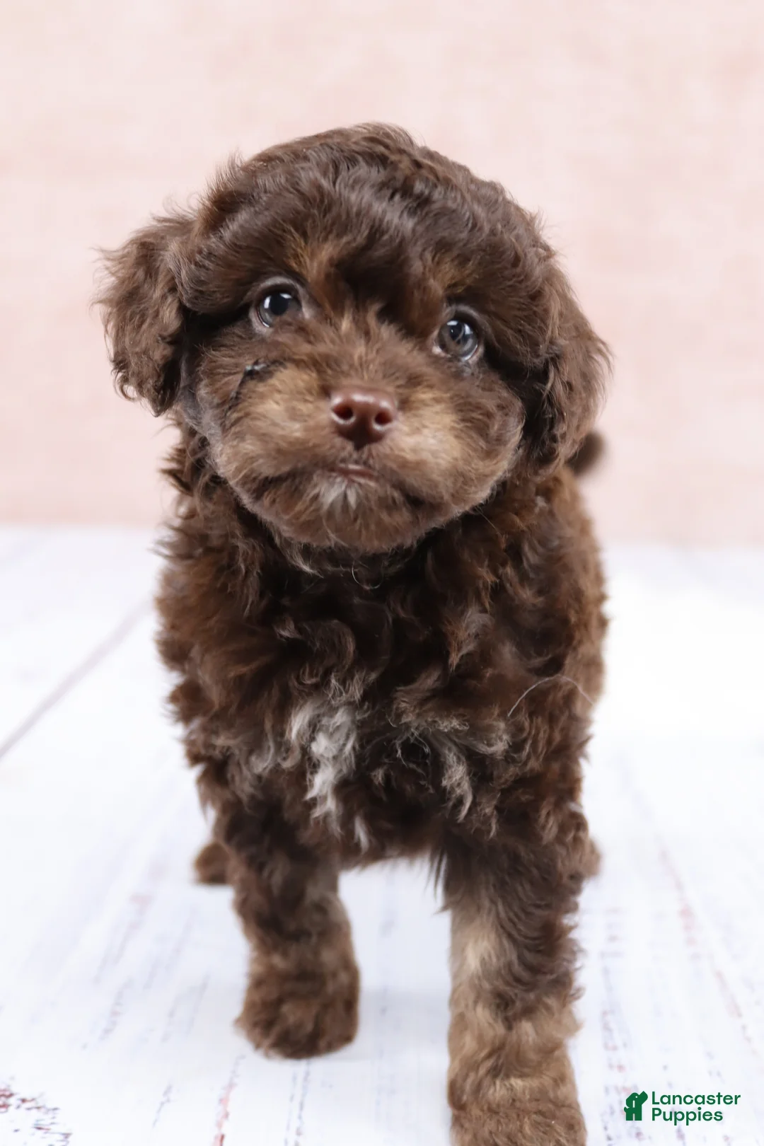 Cavapoo dogs for sale: F1B  Coco - Ad 11