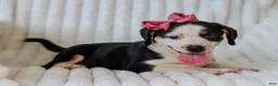 Mixed Breed dogs for sale: Addy Mixed Breed Pup - Ad 3