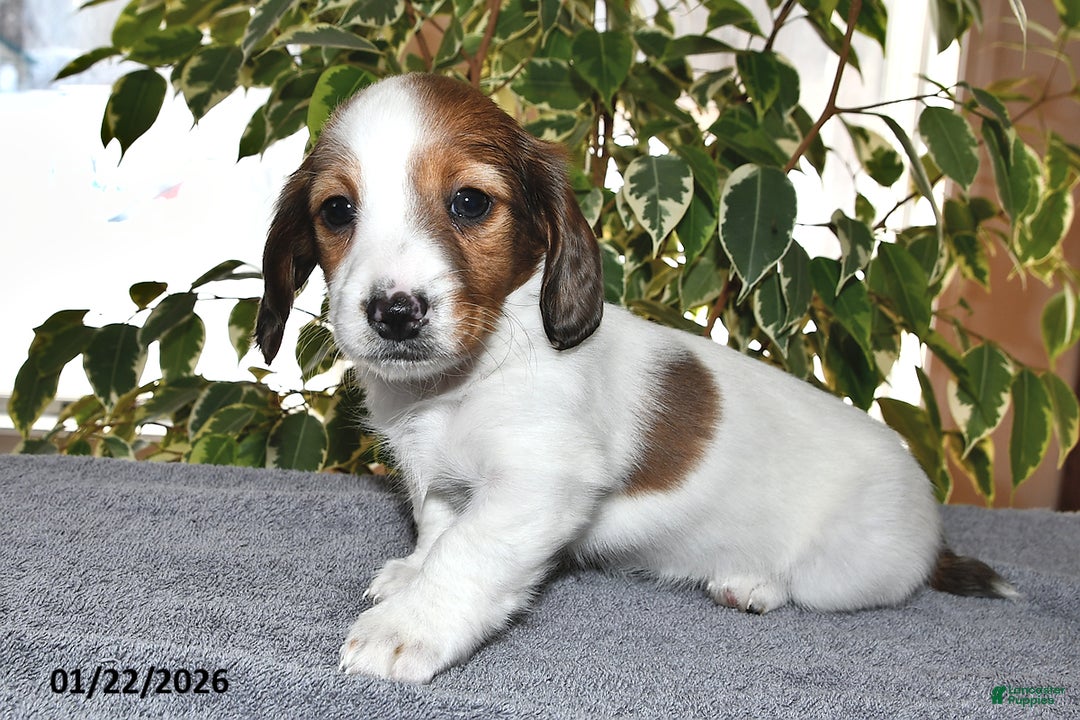 Miniature Dachshund dogs for sale: Lulu - Ad 1