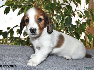 Miniature Dachshund dogs Lulu - Ad 32