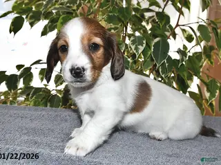 Miniature Dachshund dogs Lulu - Ad 21