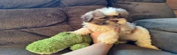 Teddy Bear dogs for sale: Rocky - Ad 3