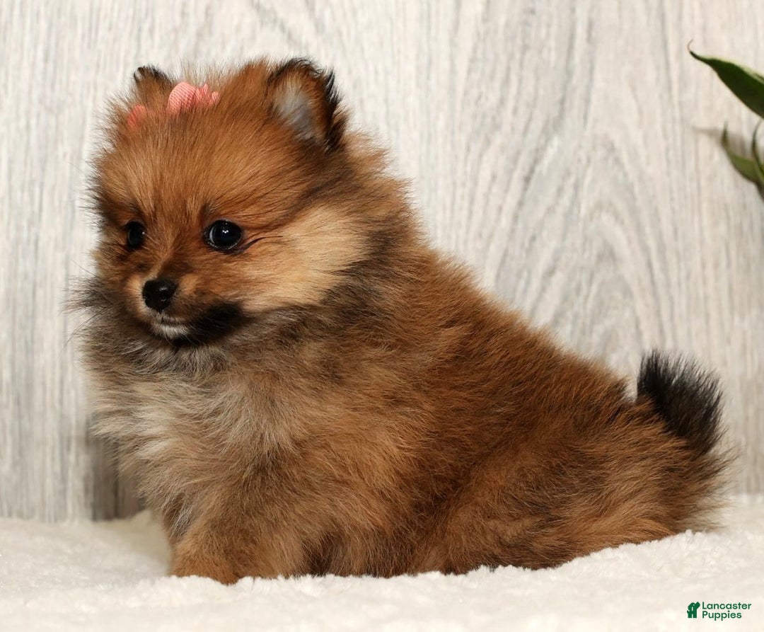 Pomeranian dogs for sale: Winnie - Ad 6