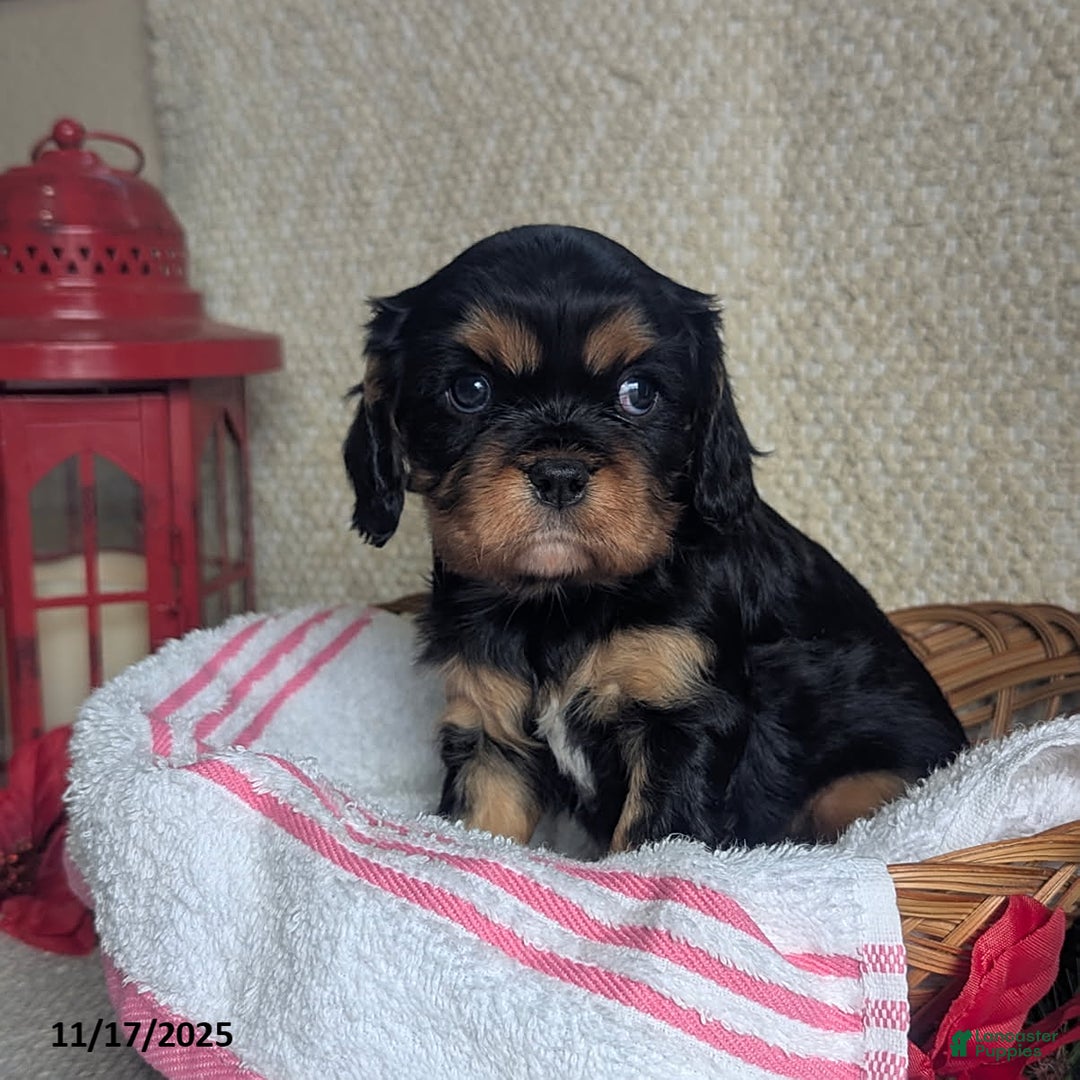 Cavalier King Charles Spaniel dogs for sale: Betty   - Ad 2