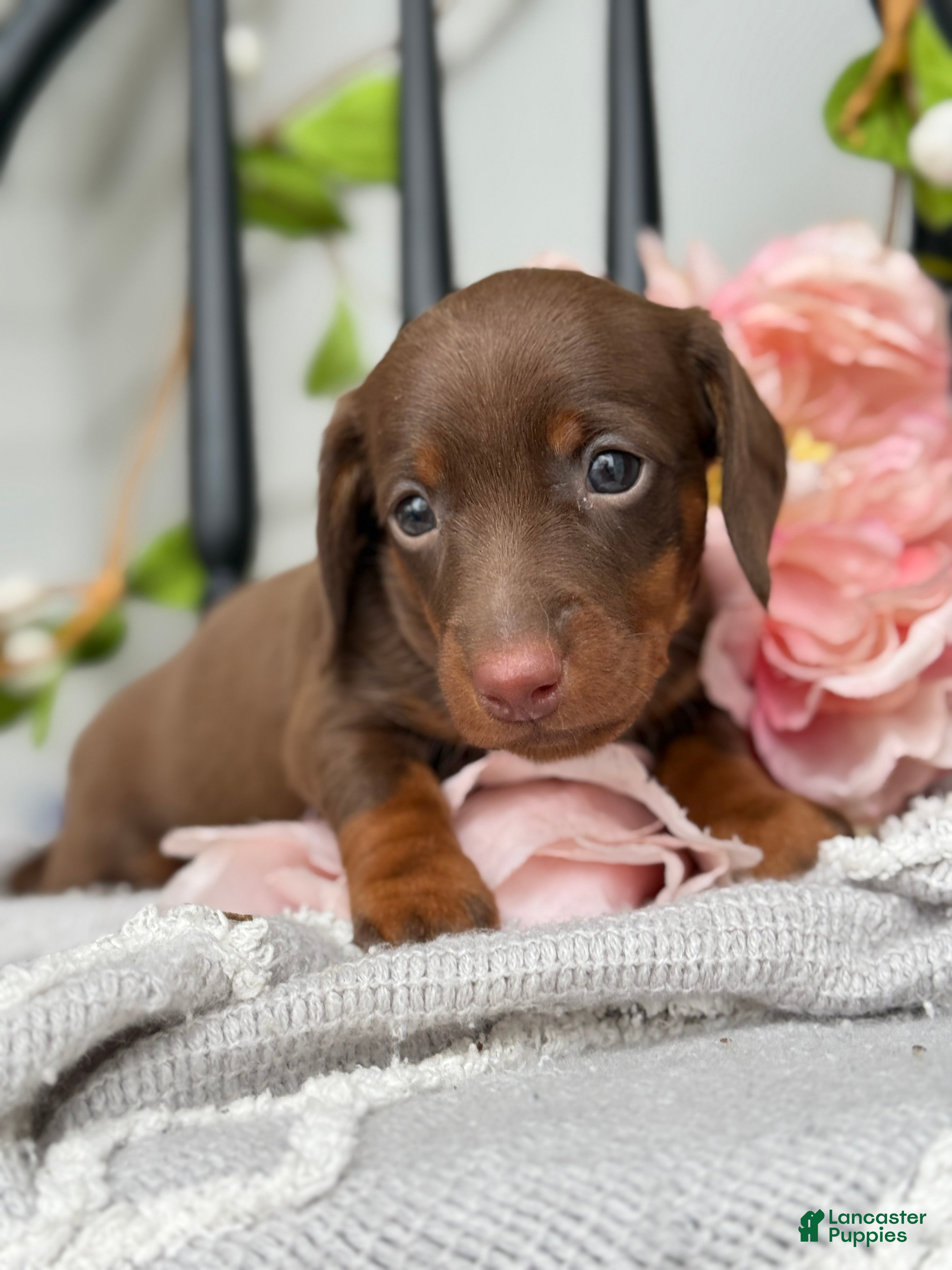 Miniature Dachshund dogs Dixi - Ad 1