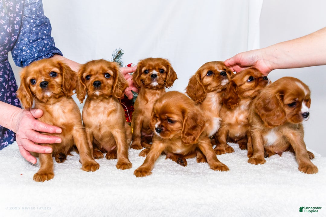 Cavalier King Charles Spaniel dogs for sale: Candy Cane - Ad 13