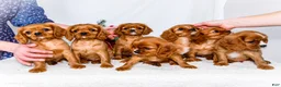 Cavalier King Charles Spaniel dogs for sale: Gingersnap - Ad 14