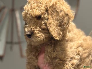 Mini Goldendoodle dogs Mini Goldendoodle Puppy 2 - Ad 17