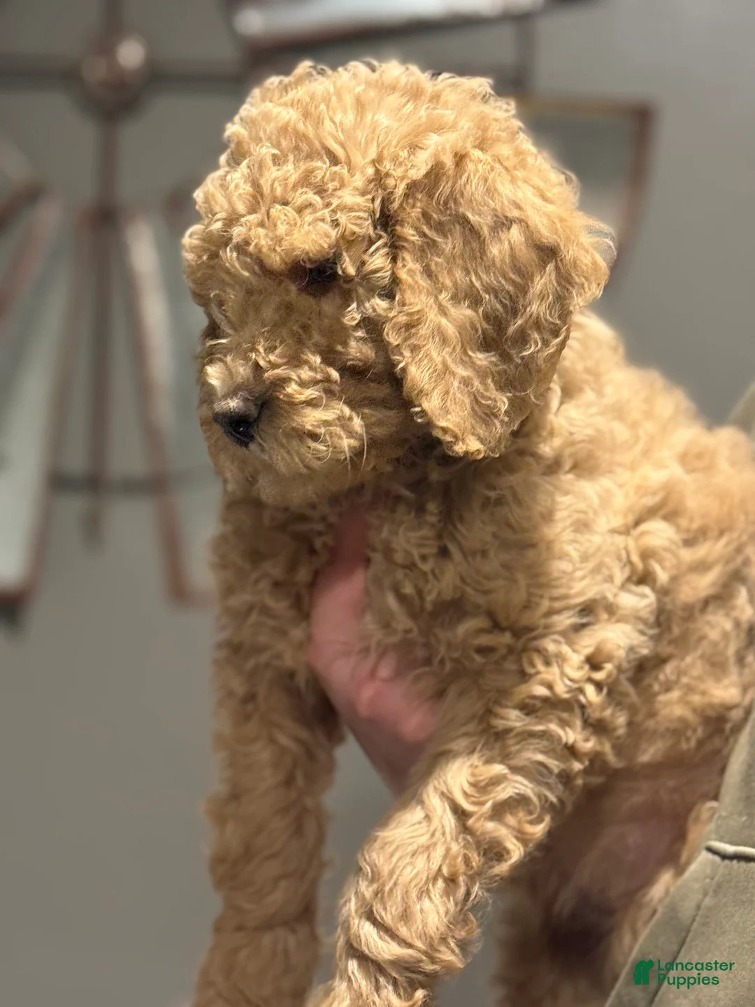 Mini Goldendoodle dogs for sale: Mini Goldendoodle Puppy 2 - Ad 1