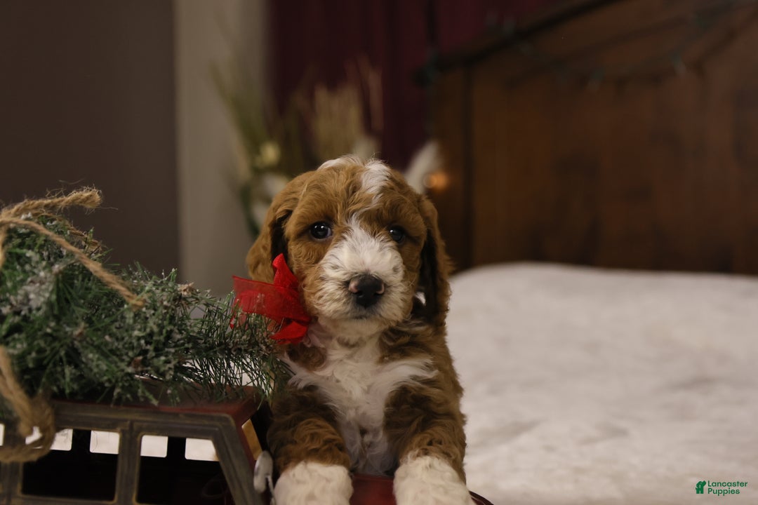 Goldendoodle dogs for sale: Yeti - Ad 8