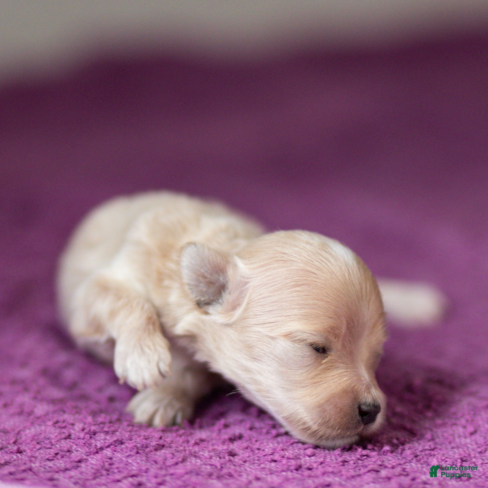 Maltipoo dogs Mac Maltipoo Puppy  - Ad 2
