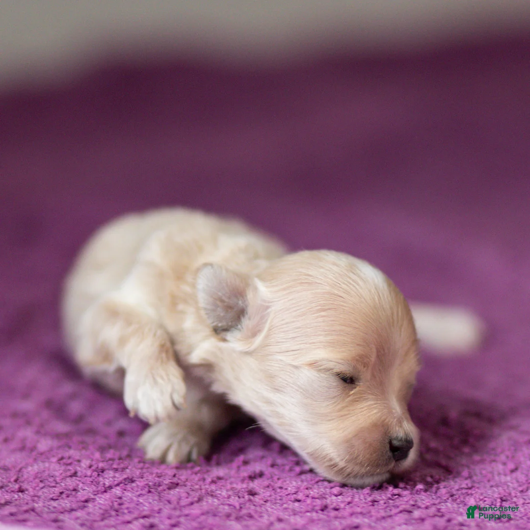Maltipoo dogs for sale: Mac Maltipoo Puppy  - Ad 2
