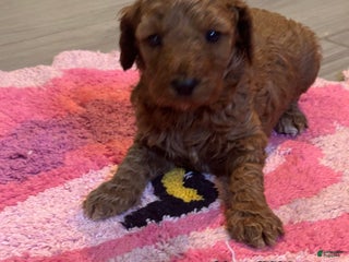 Mini Goldendoodle dogs Mini Goldendoodle Puppy 3 - Ad 40