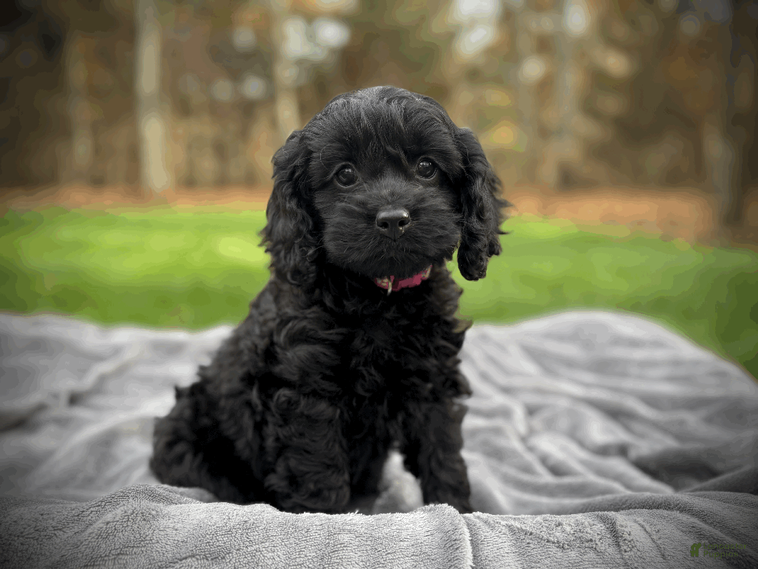 Cockapoo dogs for sale: Cider - Ad 7