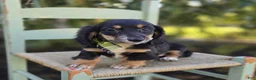 Miniature Dachshund dogs for sale: Travis - Ad 6