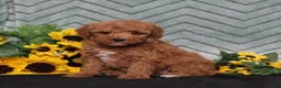 Miniature Poodle dogs for sale: Yetta - Ad 4