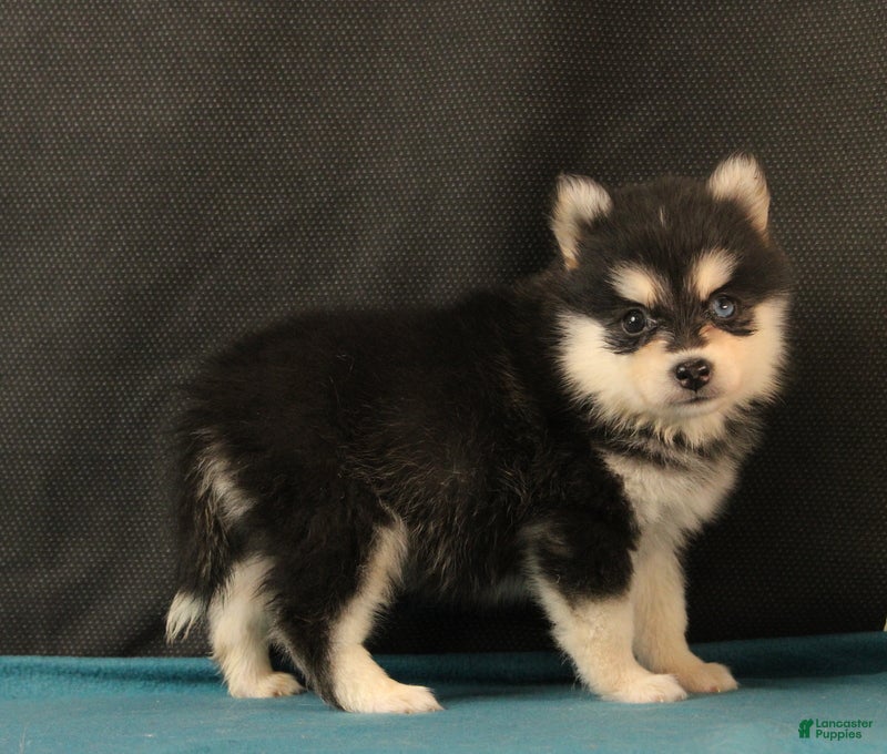Pomsky dogs Silas - Ad 1