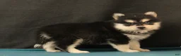 Pomsky dogs for sale: Silas - Ad 1