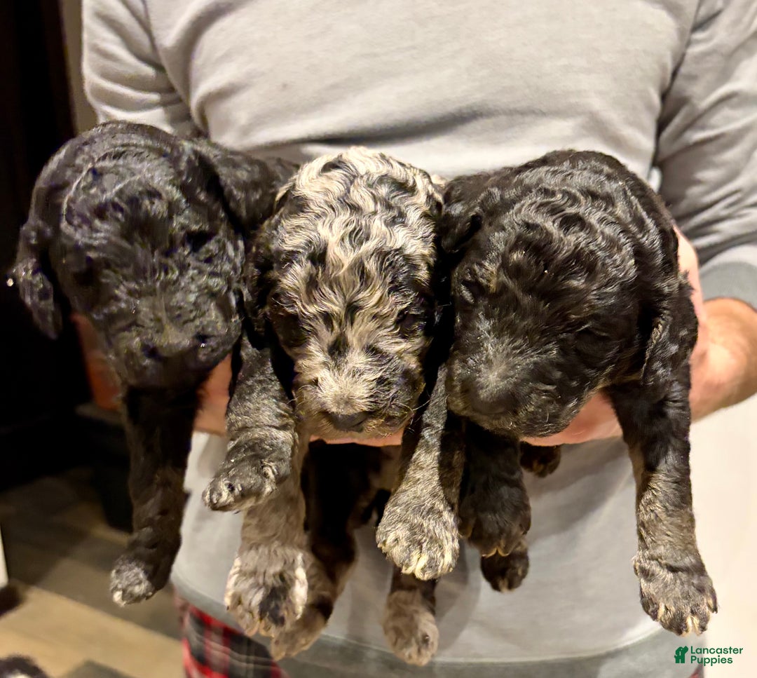 Standard Poodle dogs for sale: Cookie - Ad 12