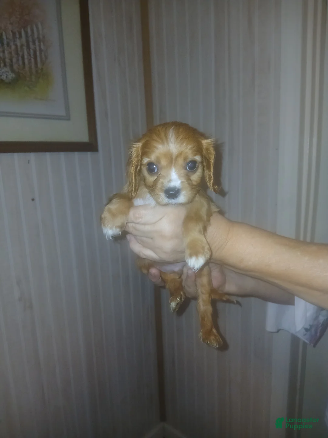 Cavalier King Charles Spaniel dogs for sale: Cavalier King Charles Spaniel Puppy 2 - Ad 3