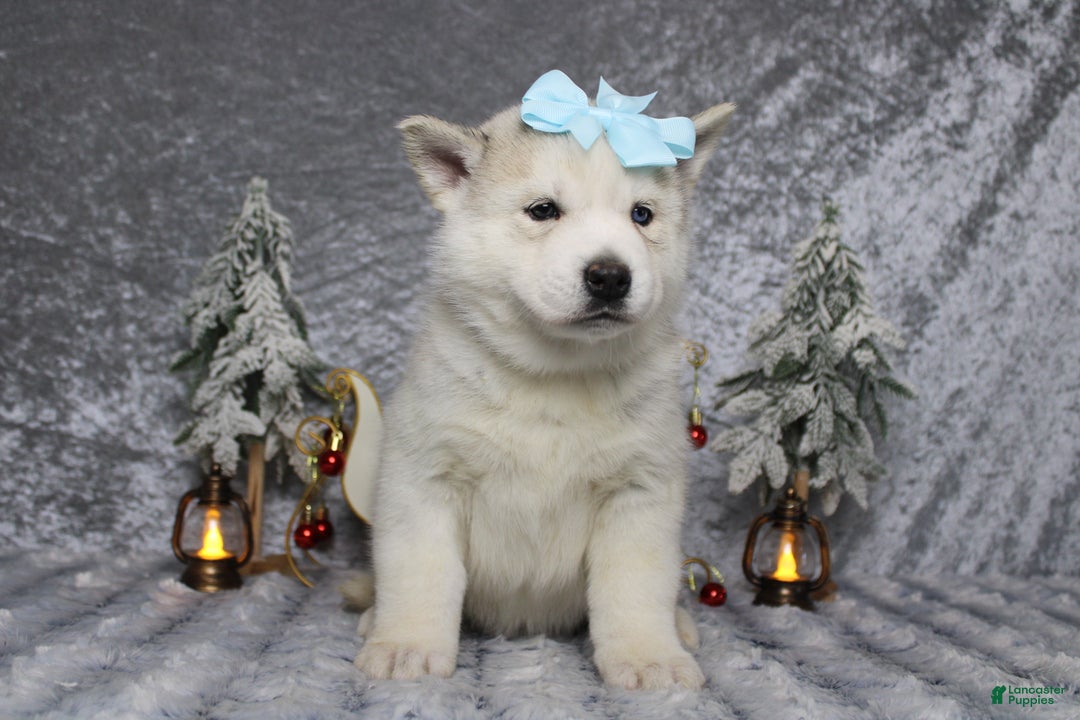 Pomsky dogs for sale: Aelin  - Ad 4