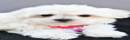 Maltese dogs for sale: Hailey - Ad 7