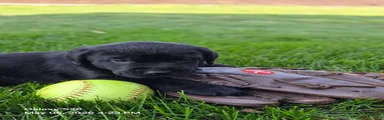Labrador Retriever Puppy 5